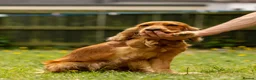 Cockapoo dogs for sale: 🐶 Cockerpoo Puppies – Loving Forever Homes 🐶 - Advert 2