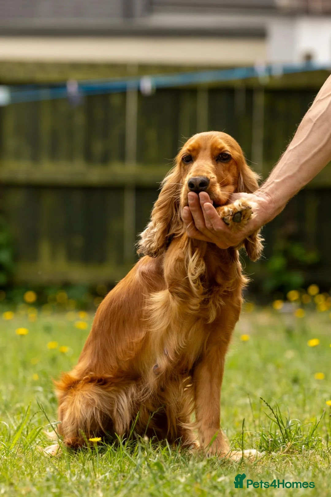 Cockapoo dogs for sale: 🐶 Cockerpoo Puppies – Loving Forever Homes 🐶 - Advert 2