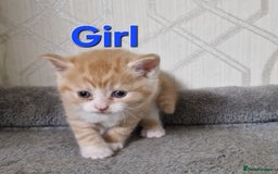 British Shorthair cats for sale: Gorgeous British Shorthair Kittens for SALE - Image 5