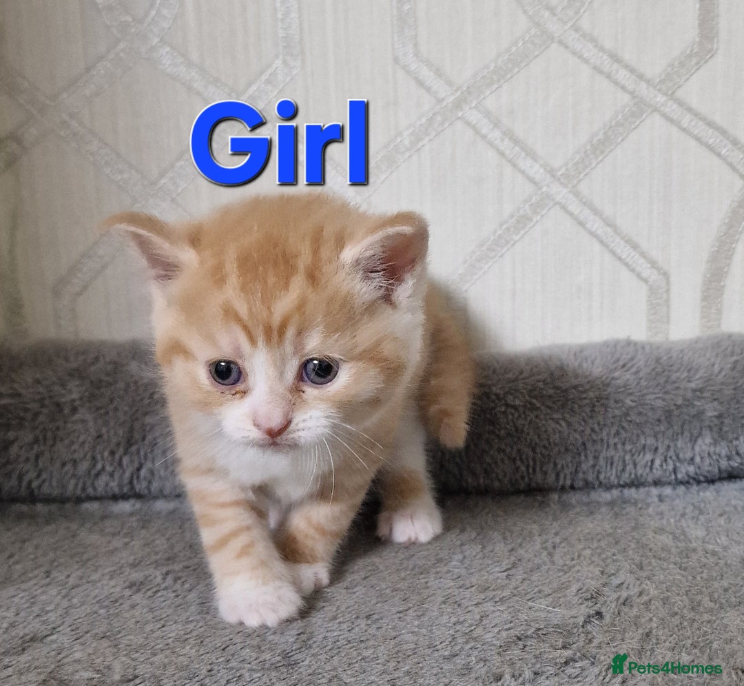 British Shorthair cats for sale: Gorgeous British Shorthair Kittens for SALE - Image 5