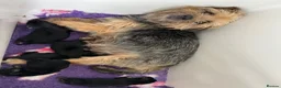 Mixed Breed dogs for sale: Border Terrier x Patterdale Puppies  - Advert 6