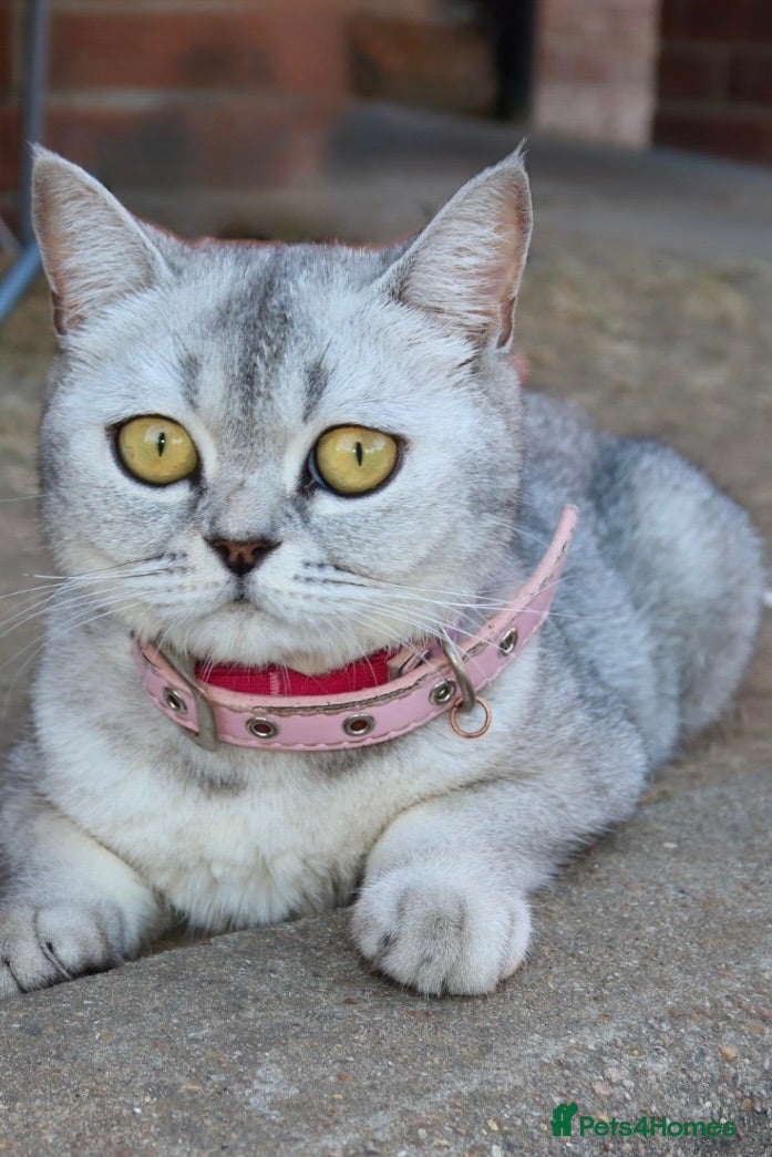 Scottish Fold cats Beautiful Scottish Fold Mix Kittens 2 Girls 1 boy - Advert 1