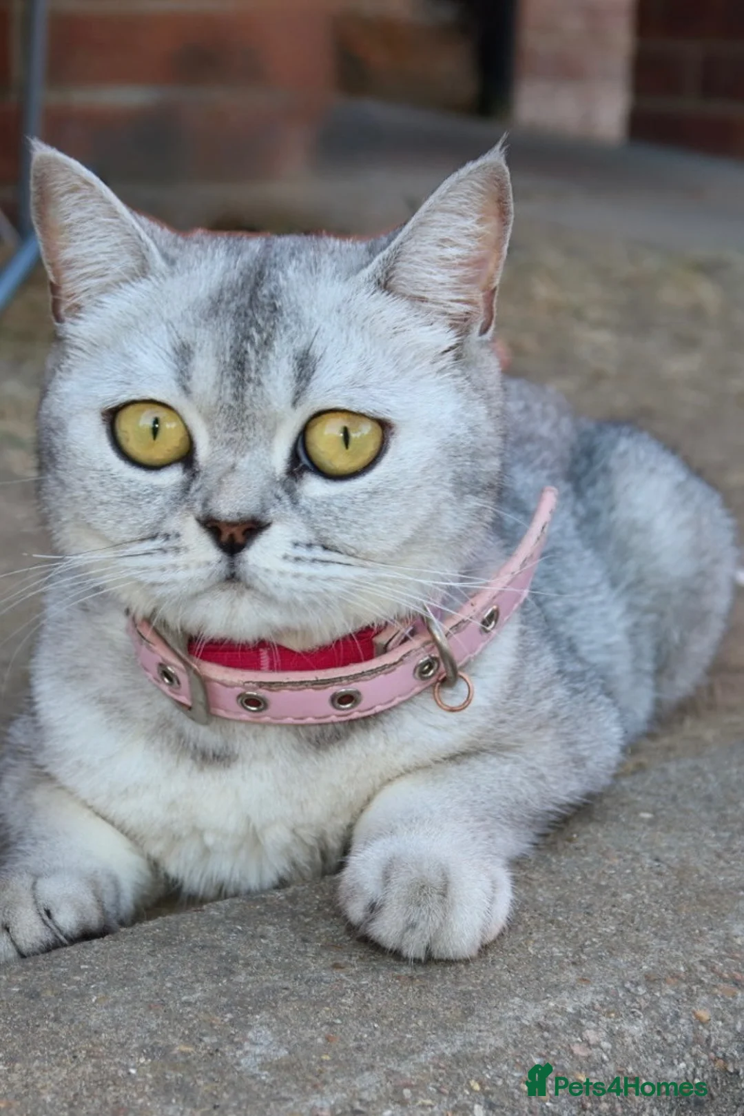Scottish Fold cats for sale: Beautiful Scottish Fold Mix Kittens 2 Girls 1 boy in Wallington - Advert 1