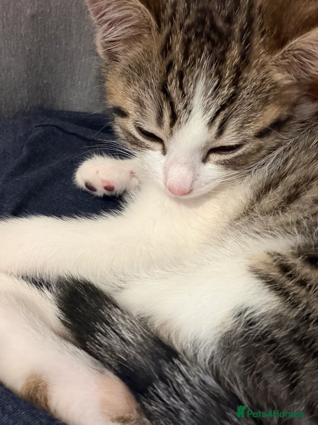 Mixed Breed cats for sale: Kitten needs a new home - Advert 4