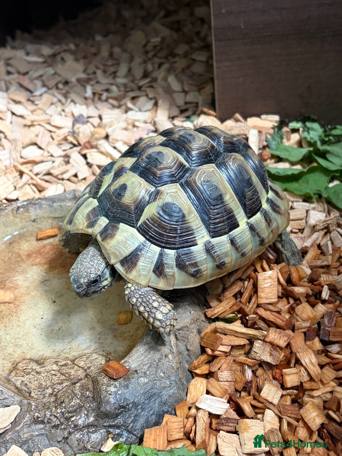 Tortoise reptiles Hermann Tortoise born 2022 (female 4 years)  - Advert 3