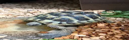 Tortoise reptiles for sale: Hermann Tortoise born 2022 (female 4 years)  - Advert 1
