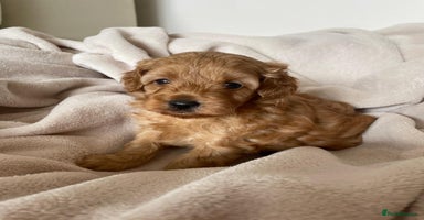 Cavapoo dogs - Advert 3