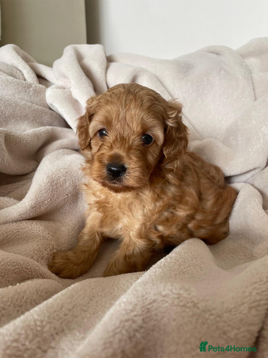 Cavapoo dogs for sale: Toy Cavapoo F1b puppy's for sale - Image 4