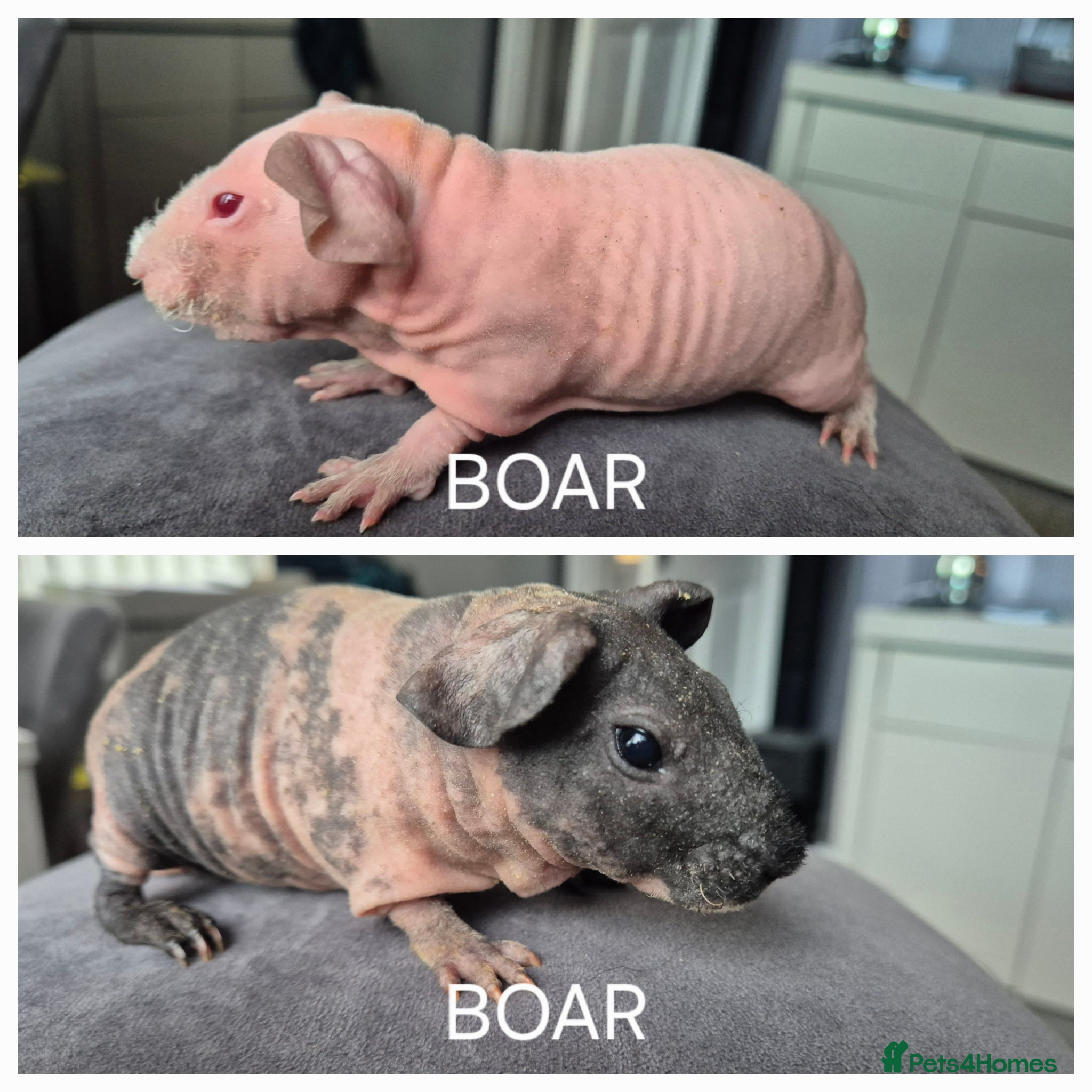 Guinea Pig rodents Skinny Pigs - Advert 1