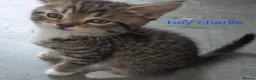 Mixed Breed cats for sale: Tabby kittens - Advert 16