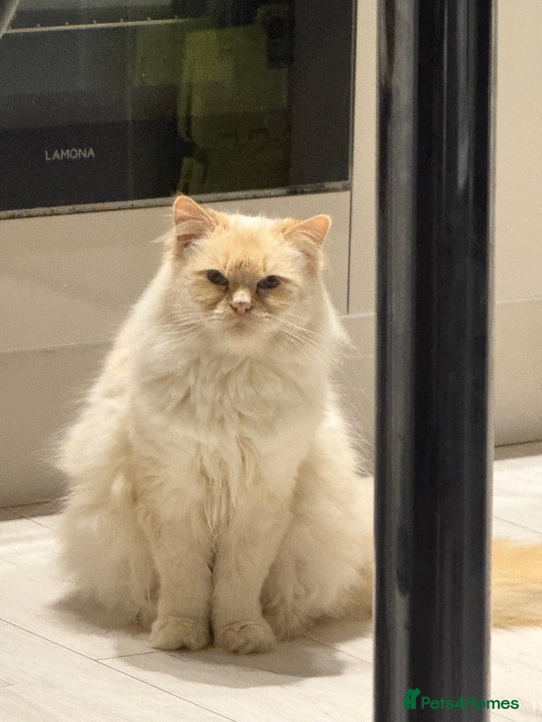 Ragdoll cats for sale: female ragdoll adult - Image 1