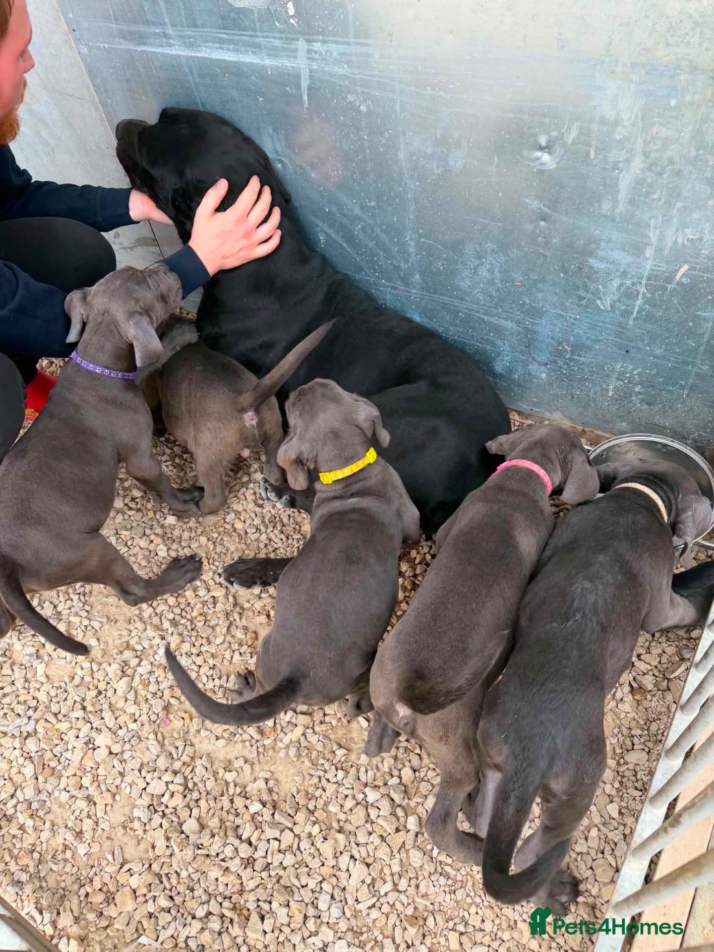Cane Corso dogs Cane corso puppies - Advert 2
