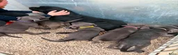 Cane Corso dogs for sale: Cane corso puppies in Mansfield - Advert 1