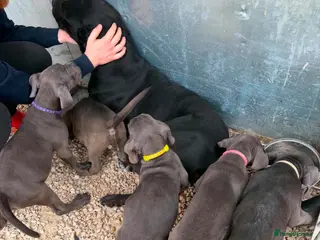 Cane Corso dogs Cane corso puppies - Advert 18