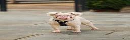 French Bulldog dogs for stud: Bruno The Pink Fluffy - Advert 2