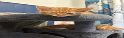 Mixed Breed cats for sale: Playful kittens for sale  - Advert 8