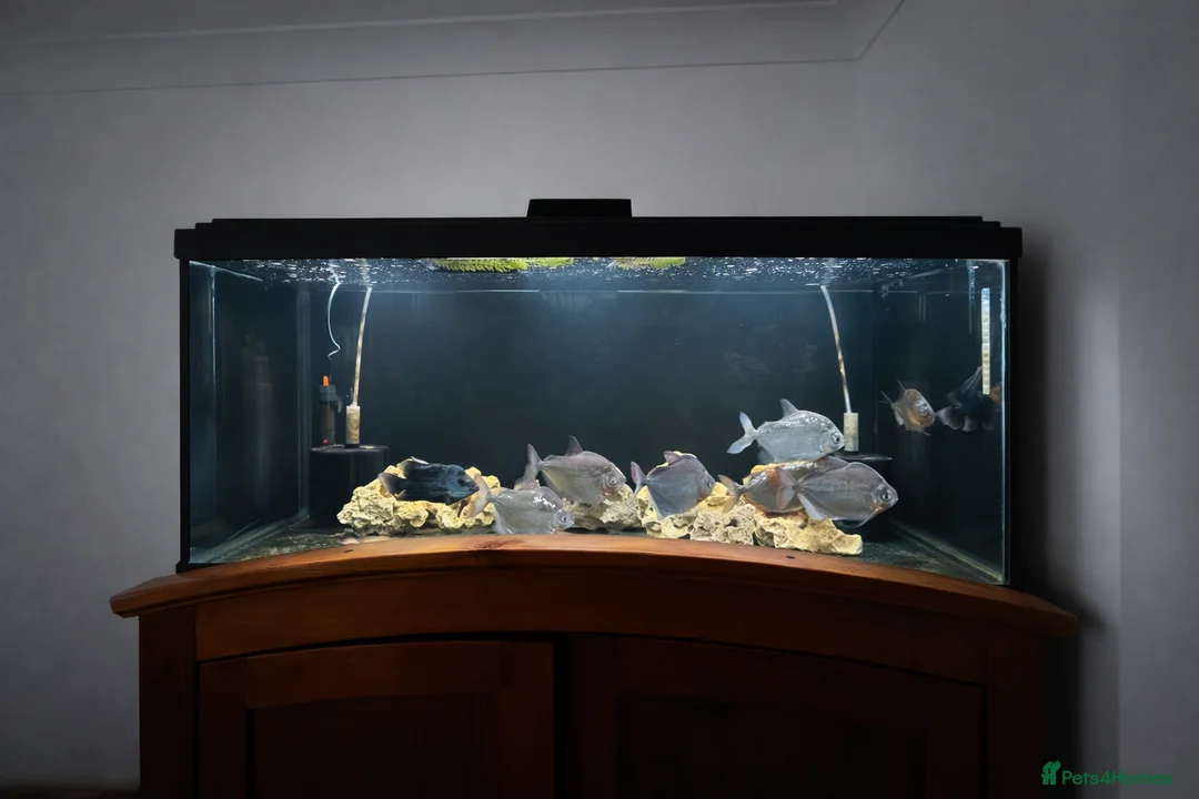 Other/Mixed Breed fish for sale: Silver Dollar group and complete set up - Advert 1