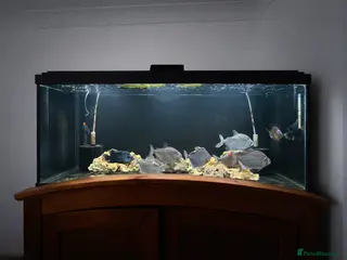 Other/Mixed Breed fish Silver Dollar group and complete set up - Advert 1