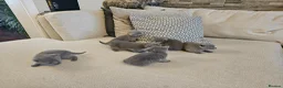 Russian Blue cats for sale: Russian Blue Kittens for Sale - Advert 10
