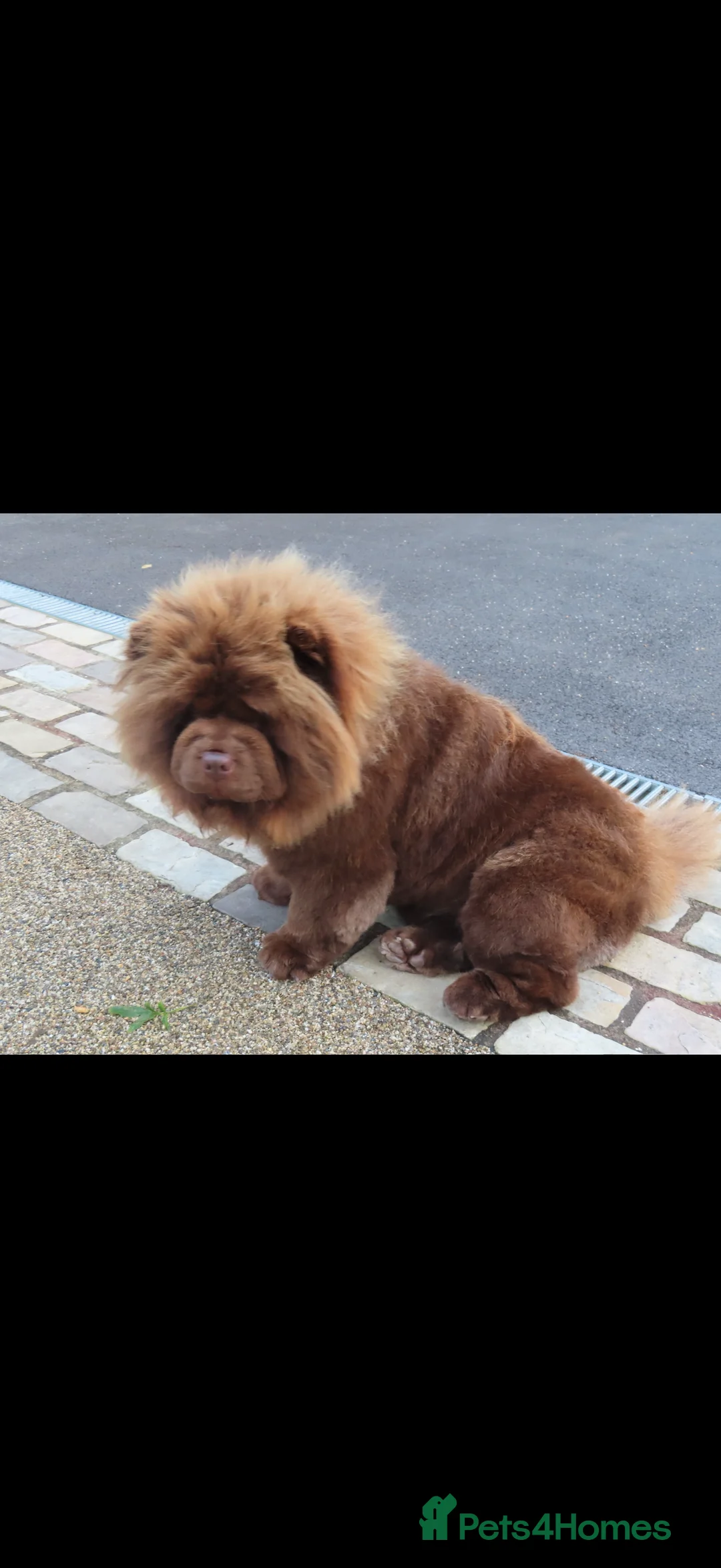 Chow Chow dogs for sale: A very reluctant rehoming of our Chow Chow - Advert 2