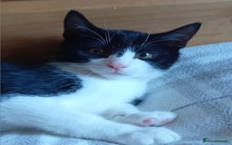 Mixed Breed cats for sale: 14 week old kitten for sale  - Image 8