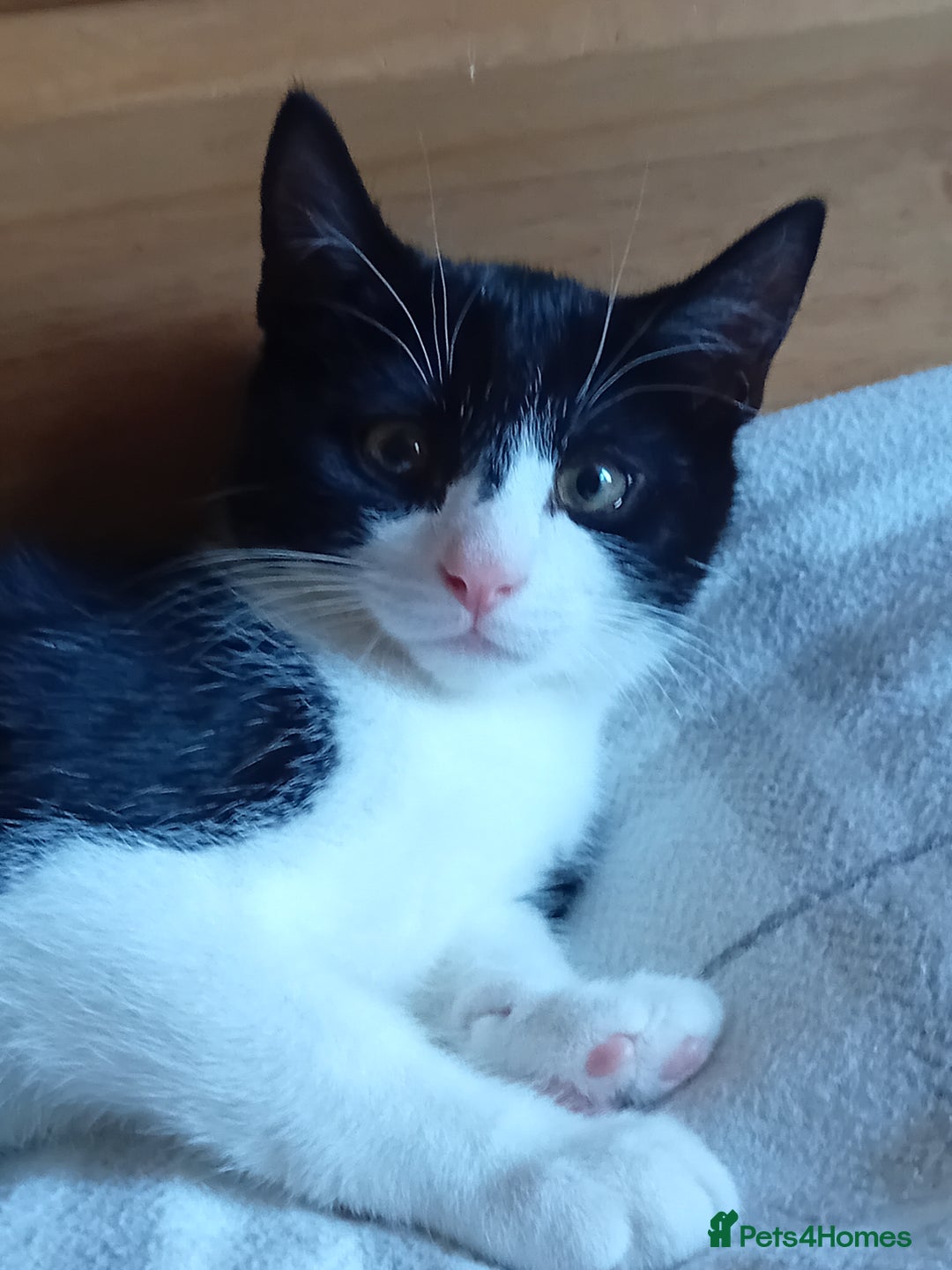 Mixed Breed cats for sale: 14 week old kitten for sale  - Image 8