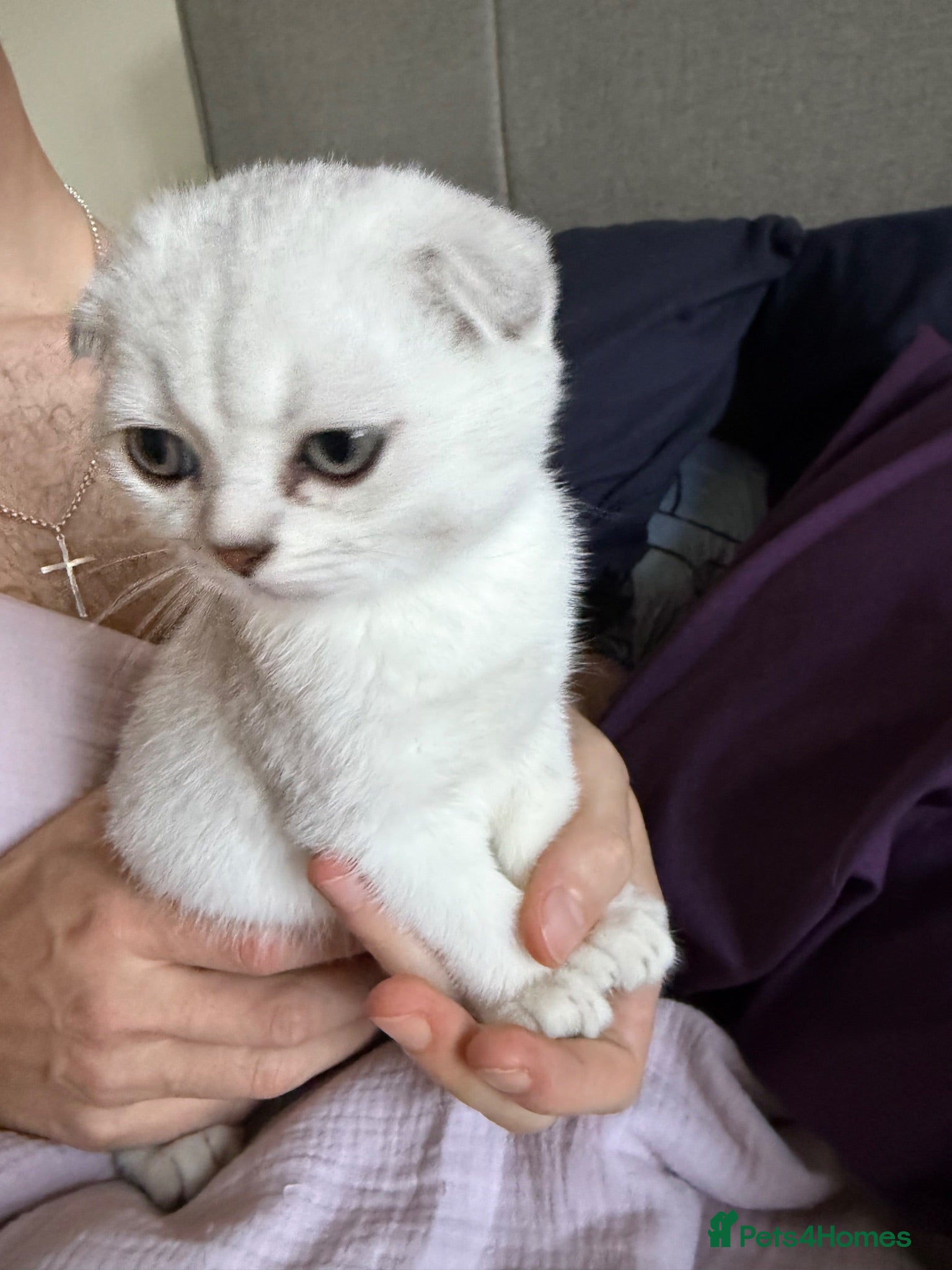 Scottish Fold cats Scottish fold TICA registered - Advert 2