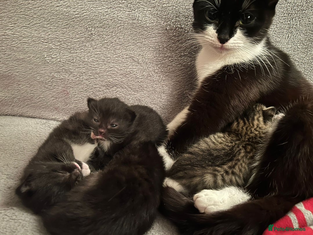 British Shorthair cats for sale: 4 kittens for sale ready for collection - Image 8