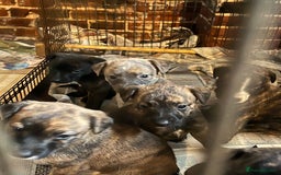 Mixed Breed dogs for sale: Beautiful Whippet X  - Image 7
