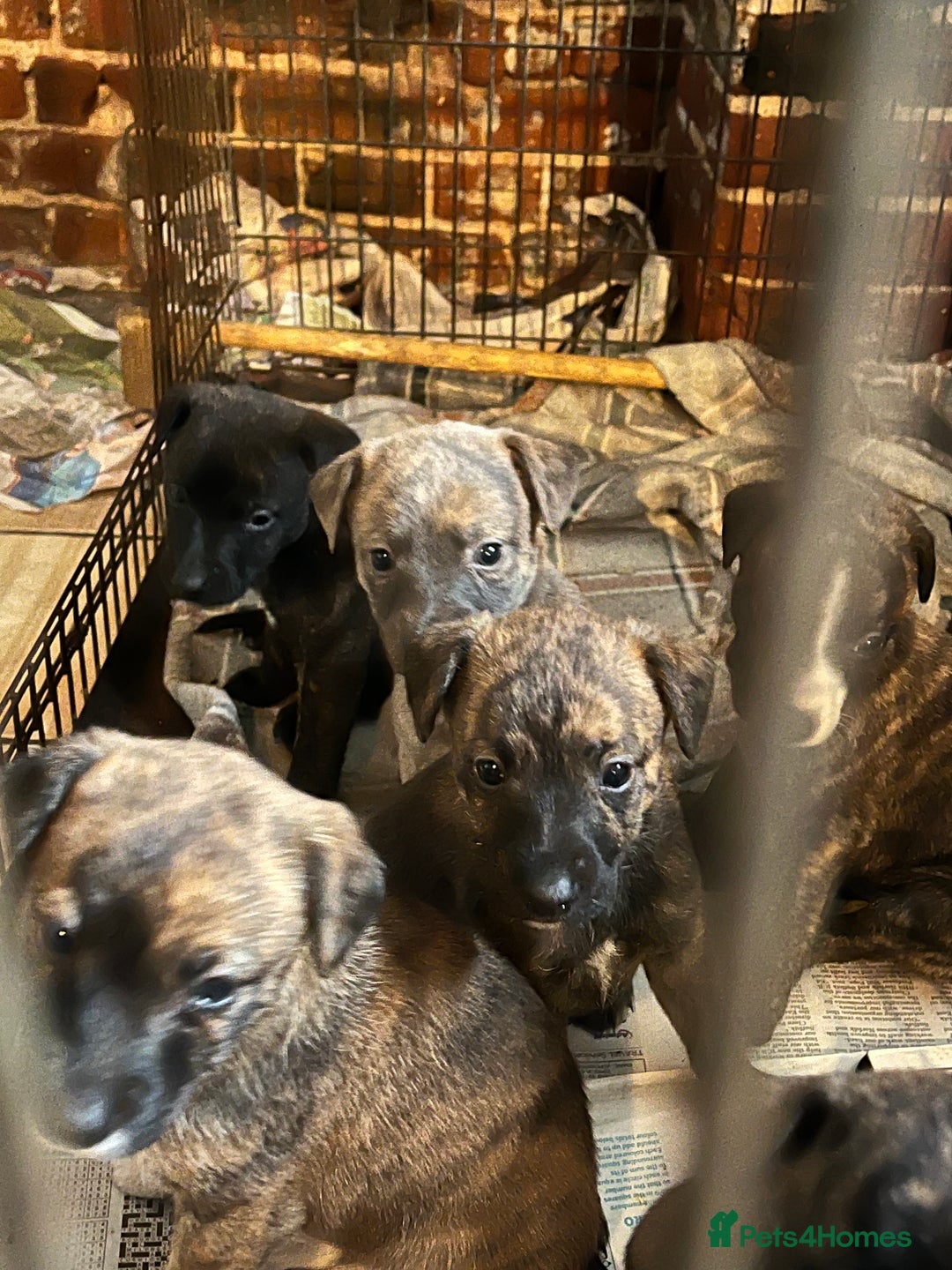 Mixed Breed dogs for sale: Beautiful Whippet X  - Image 7