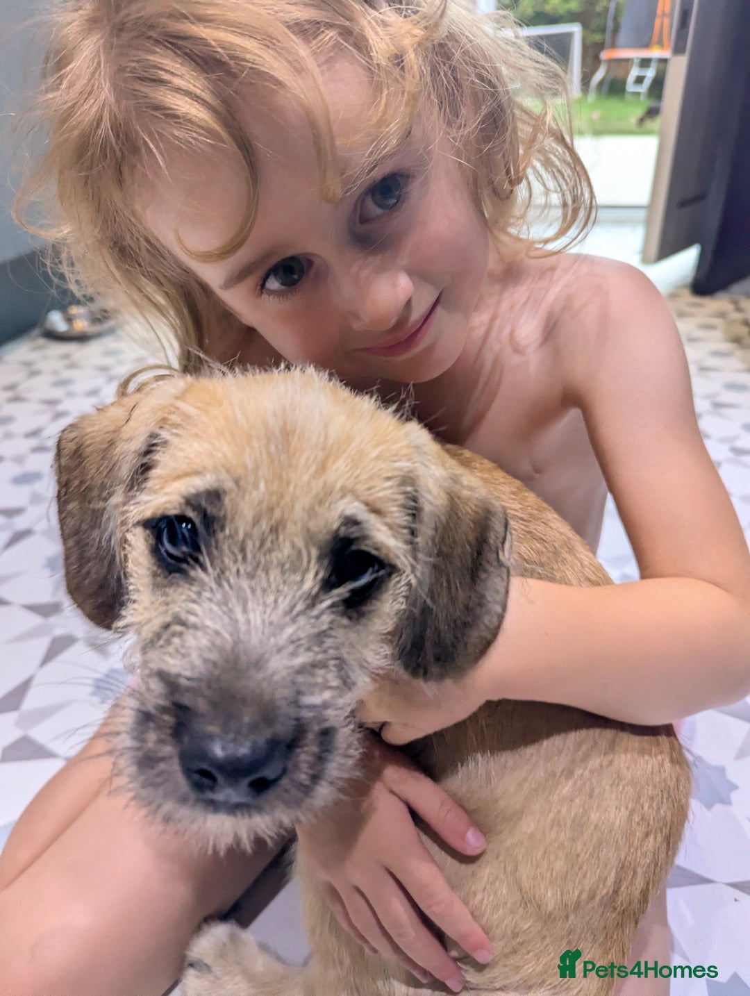 Mixed Breed dogs for sale: Mixed breed puppy - Image 3