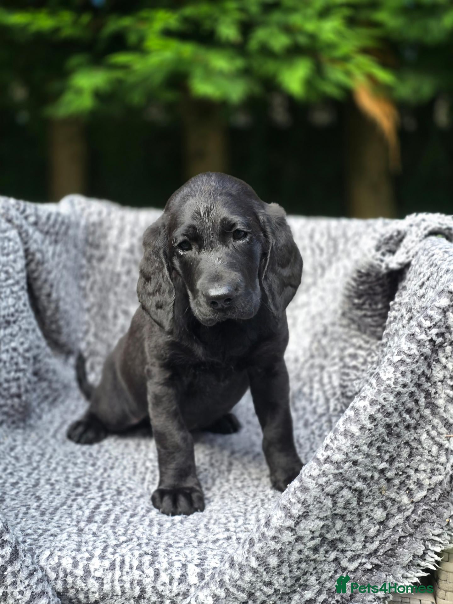 Labradoodle dogs for sale: 🐾💕 Black Wavy Girl Labradoodle Puppy 🛋️🏡 - Advert 6