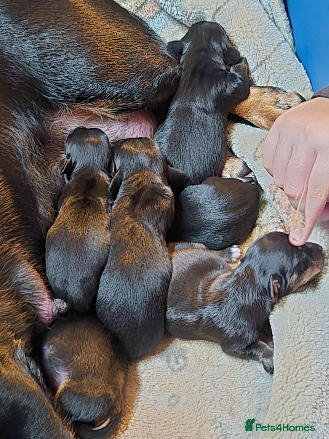 Dachshund dogs for sale: Miniature Dachshund crossbreed puppies - Advert 6