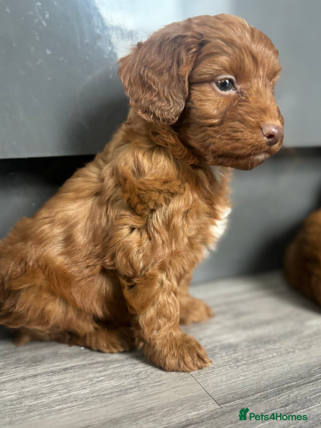 Cockapoo dogs for sale: Cockapoo puppies  - Image 5