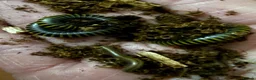 Millipedes invertebrates for sale: Bumblebee millipedes for sale  - Advert 3