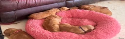 Golden Retriever dogs for sale: Golden Retriver KC Puppies  - Advert 7