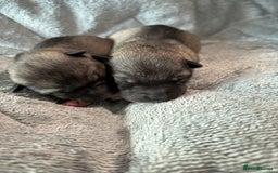 Siberian Husky dogs for sale: Kc reg Siberian husky puppies  - Image 2