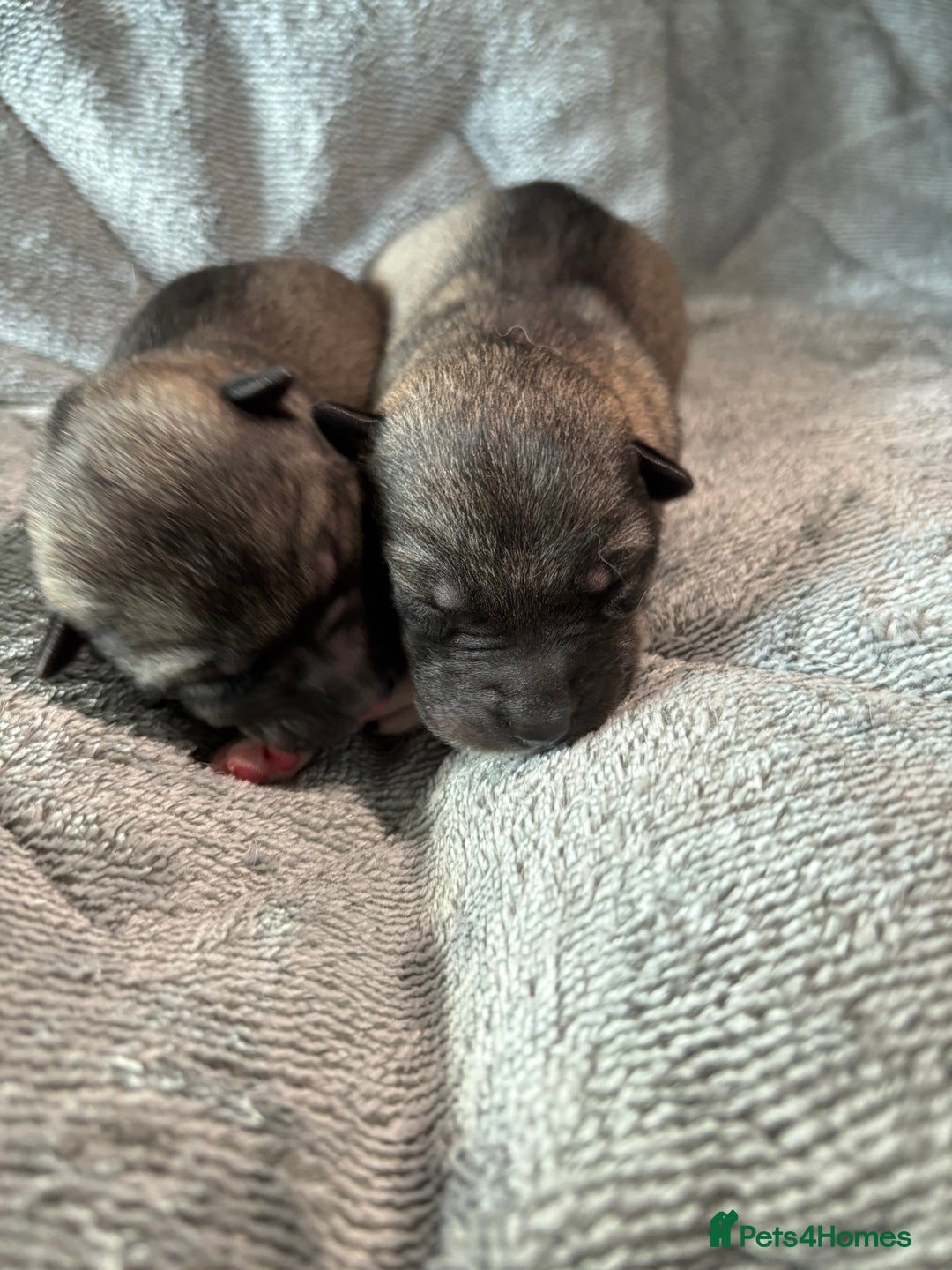 Siberian Husky dogs for sale: Kc reg Siberian husky puppies  - Image 2
