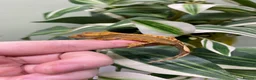 Gecko reptiles for sale: Crested Gecko Babies - Advert 11