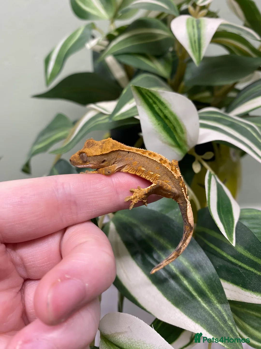 Gecko reptiles for sale: Crested Gecko Babies - Advert 11