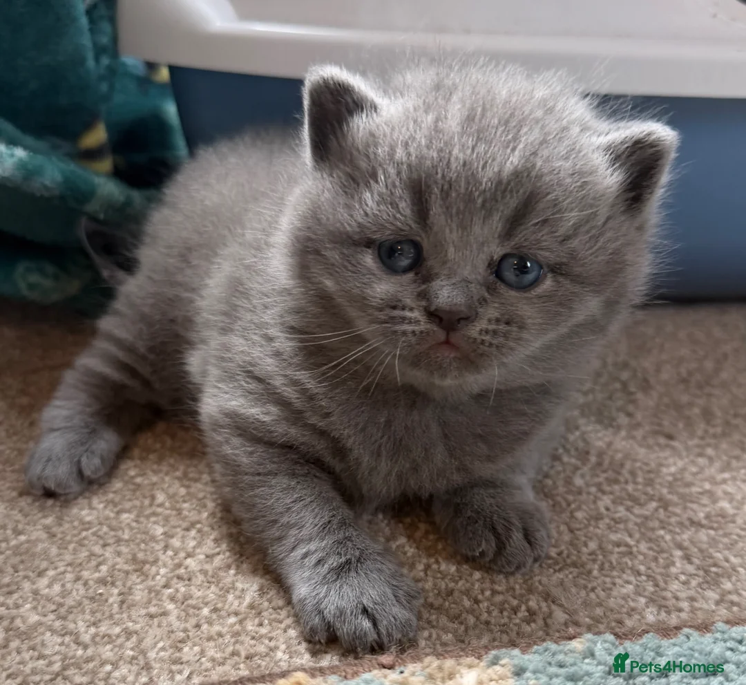 British Shorthair cats for sale: British shorthair kittens  in Malvern - Advert 2