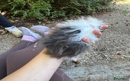 Guinea Pig rodents for sale: Male guinea pigs for sale  - Image 4