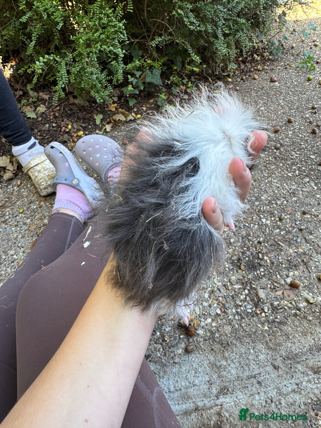 Guinea Pig rodents for sale: Male guinea pigs for sale  - Image 4