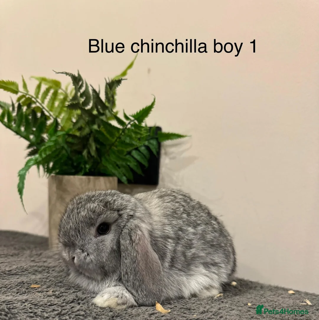 Mini Lop rabbits for sale: Stunning Mini Lops, Ready To Reserve - Advert 10