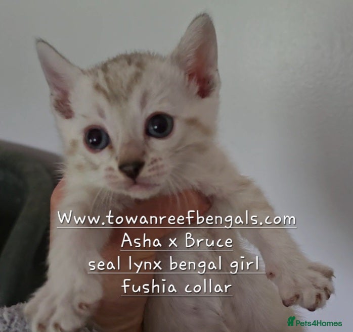 Bengal cats Tica registered bengal kittens - Advert 14