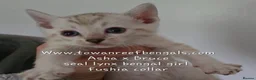 Bengal cats for sale: Tica registered bengal kittens ONE LEFT - Advert 6