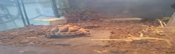 Tortoise reptiles for sale: Tortoise year and 2 months in Grimsby - Advert 2