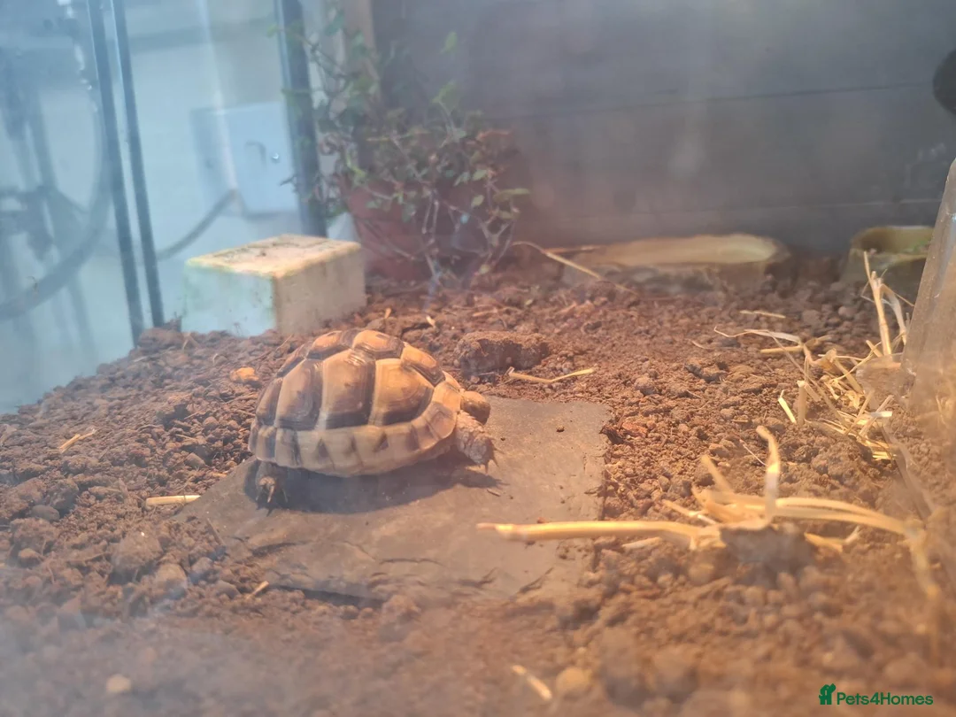 Tortoise reptiles for sale: Tortoise year and 2 months in Grimsby - Advert 2