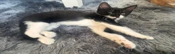 Mixed Breed cats for sale: Beautiful kittens!!  - Advert 20