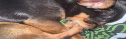 Chihuahua dogs for sale: 4 year old Chihuahua - Advert 4